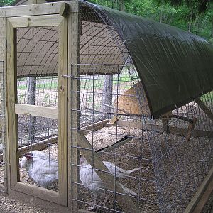 turkeys in their hoop coop