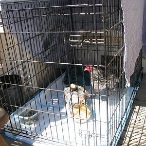 My hospital coop setup is a giant breed kennel with puppy pads. Today I added a nest area in case she feels the need to lay an egg.

IMG_2229.JPG