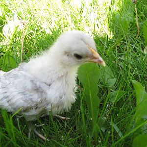 Bantam chick!