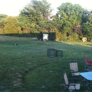 Half of the yard with view of coop and duck house in the back.