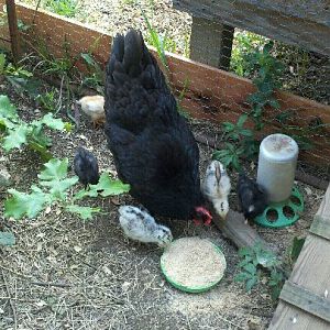 Mama and her babies about 2 weeks old. :)