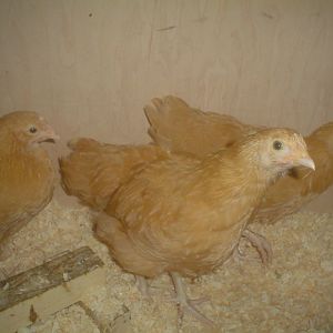 Buff Orps 9 weeks