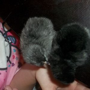 Marans hatched 6/9/2012 / 5 bcm 1 blue cm 2 blue cuckoo

blue copper maran and black copper maran
