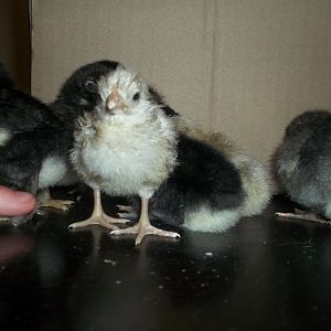 Marans hatched 6/9/2012 / 5 bcm 1 blue cm 2 blue cuckoo