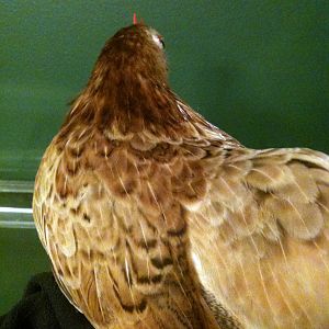 Caramel