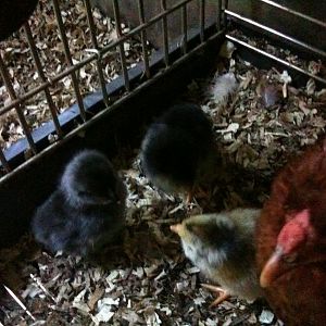 Two Lavender Orpington/Ameraucana crosses and either a purebred Ameraucana or an EE (not sure if she hatched out of the blue or green egg).