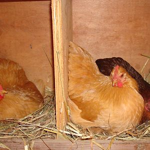 These are some buff cochins and a partridge cochin. They're banties so they fit two to a nest box!