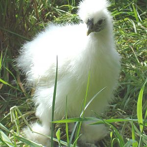 This is Cotton Rooster. My daughter borrowed his name from the lady on the dvd Natural History of the Chicken. If you have not seen it, you must.
