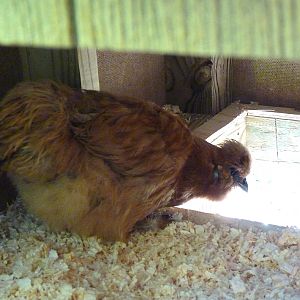 Blanche is not sure about this.  She did not want to leave the henhouse.