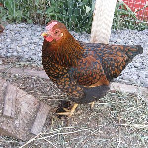 GLW pullet, 5 months old