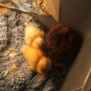 April and Milky.