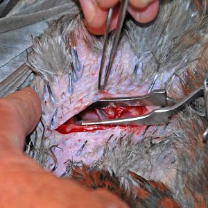 retracting the opening to see and breaking the membrane for a view into the cavity.  You can see intestine it this shot.