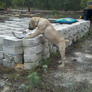 LGD Solomon at 11 weeks.