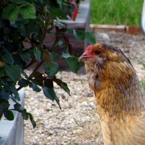 Hazel-My Easter Egger