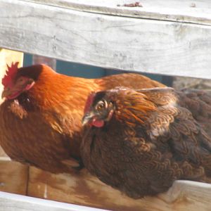 Lucy- NHRed
Ethel-Partridge Rock