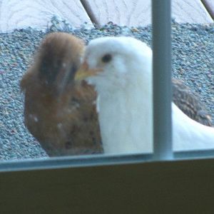 Edith and Flo- Oh boy they have learned that knocking on the door usually brings food!