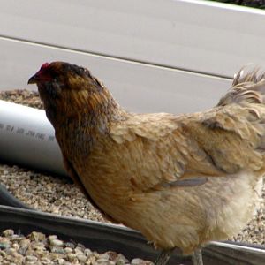 Hazel- This is the sweetest most docile hen