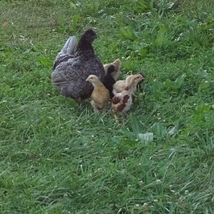 Mommy taking her babies for a walk (from the chicken tractor to the coop)