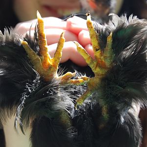 Katarra's feet.