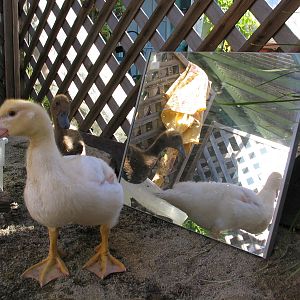 Darkwing in front, Negs in back. They love mirrors.