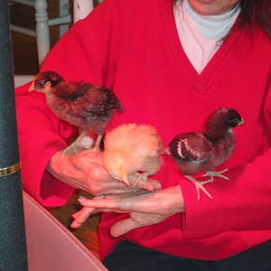 Thelma (GLW), Victoria (Buff Orpington) and Martha (Barred Rock) at almost 2 weeks old