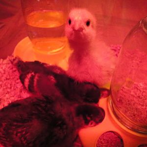 Leave us alone mom!  We're trying to eat.