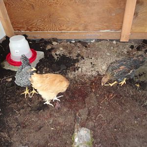 First day in the almost complete coop.