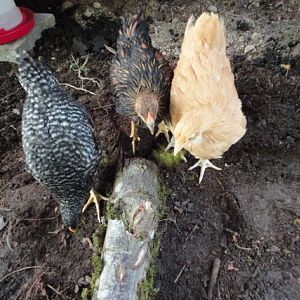 Martha, Thelma and Victoria discover a log.
