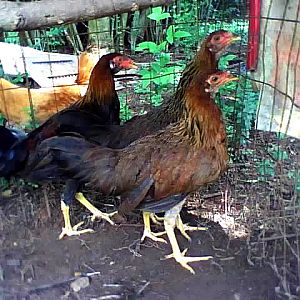 A trio of young Kraienköppe, not of best quality (the cockerel has white ears, pullets too possibly).