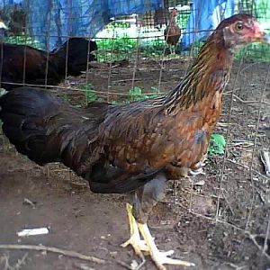 Young Kraienköpp pullet, about 3 and a half months old.