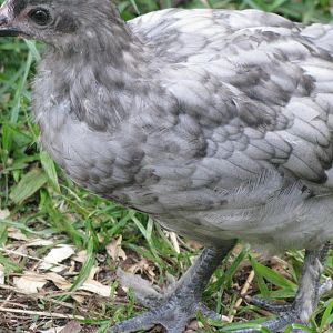 Sylvia at 2 1/2 months...blue laced copper Marans