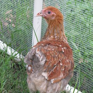 Zoey at 3 months old, blue lace red Wyandotte