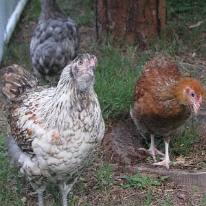 No one else seems to notice...