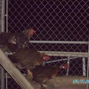 The girls up close settled in for the night. Around 9p