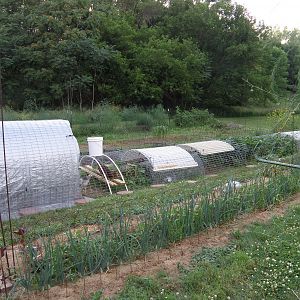New chick introduction system Chicks with coop, watering and feeding section Hens with coop, water, feeding and three run sections