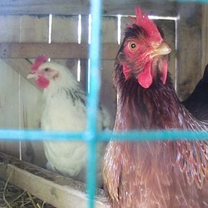 Teazel and Dido when first introduced to their old home-made coop.