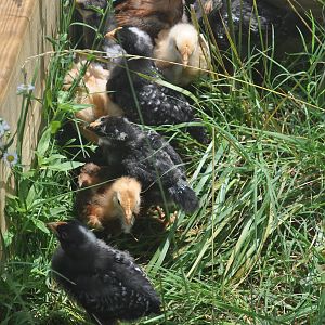 Closeup of the chicks at a little over 3 weeks of age.