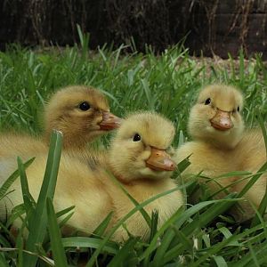 Sisley Ducks3.jpg
From left to right: Rosie, Jumper, and Sweetpea. They are one day old Saxony Ducklings.