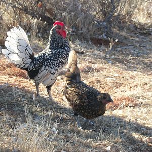 Jinle & Jangle the Sebrights!