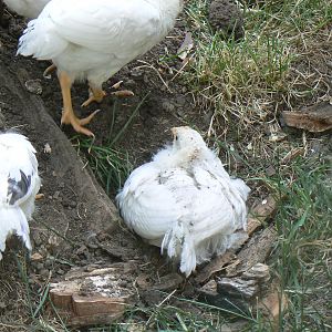 Jane discovers dust baths.