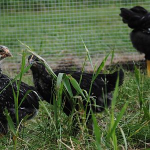 Silver Laced Wyandotee or Black Autralorp?