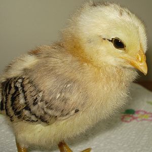 Chick from eggs due 6/5/12