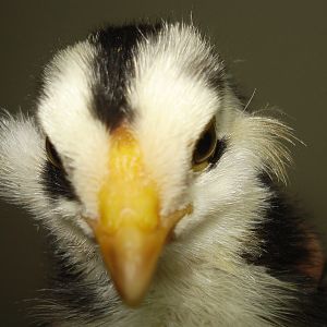 Chick from eggs due 6/5/12