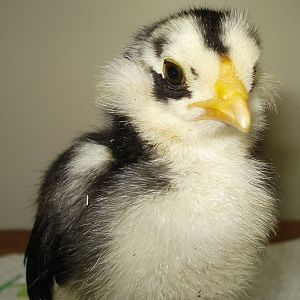 Chick from eggs due 6/5/12