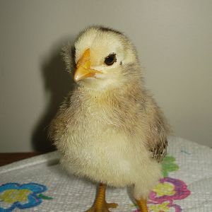 Chick from eggs due 6/5/12