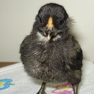 Chick from eggs due 6/5/12