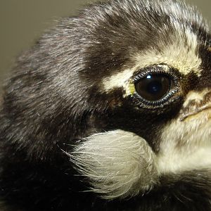 Chick from eggs due 6/5/12