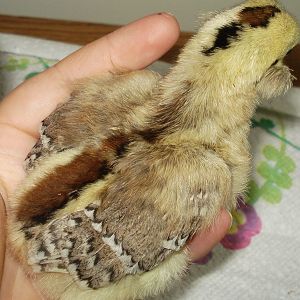 Chick from eggs due 6/5/12