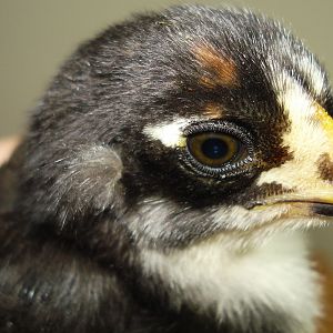 Chick from eggs due 6/5/12