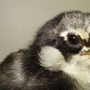 Chick from eggs due 6/5/12